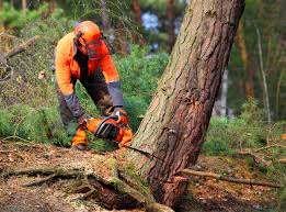 Avis, PA Tree Services Company