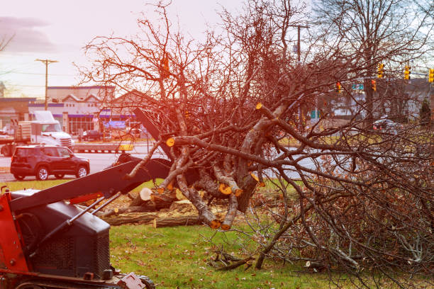 How Our Tree Care Process Works  in  Avis, PA