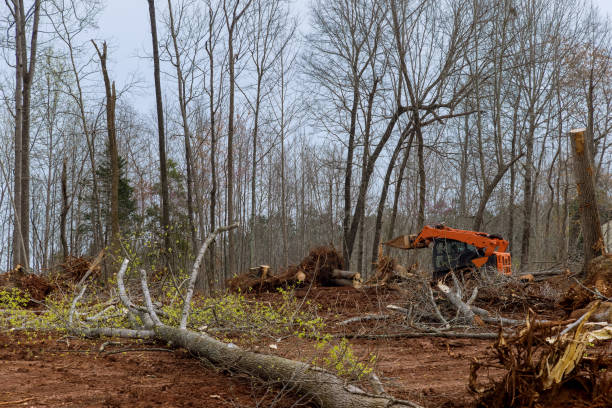 Tree and Shrub Care in Avis, PA